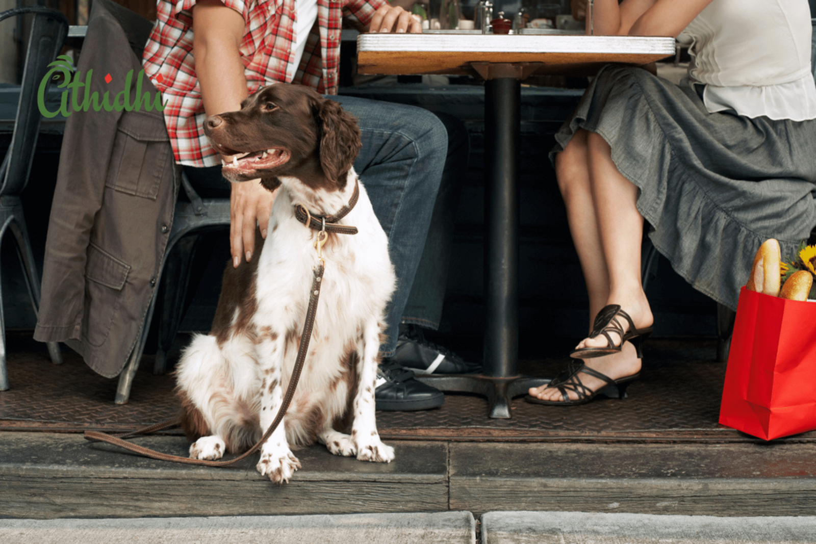 Athidhi: Your Pet-Friendly Restaurant in Heidelberg